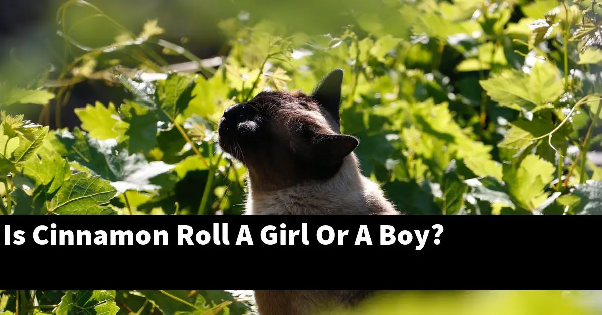 Is Cinnamon Roll A Girl Or A Boy?