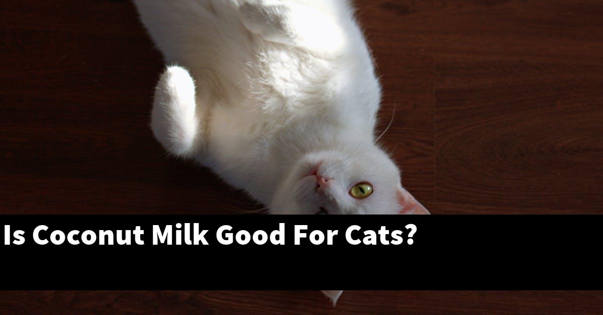 Is Coconut Milk Good For Cats?