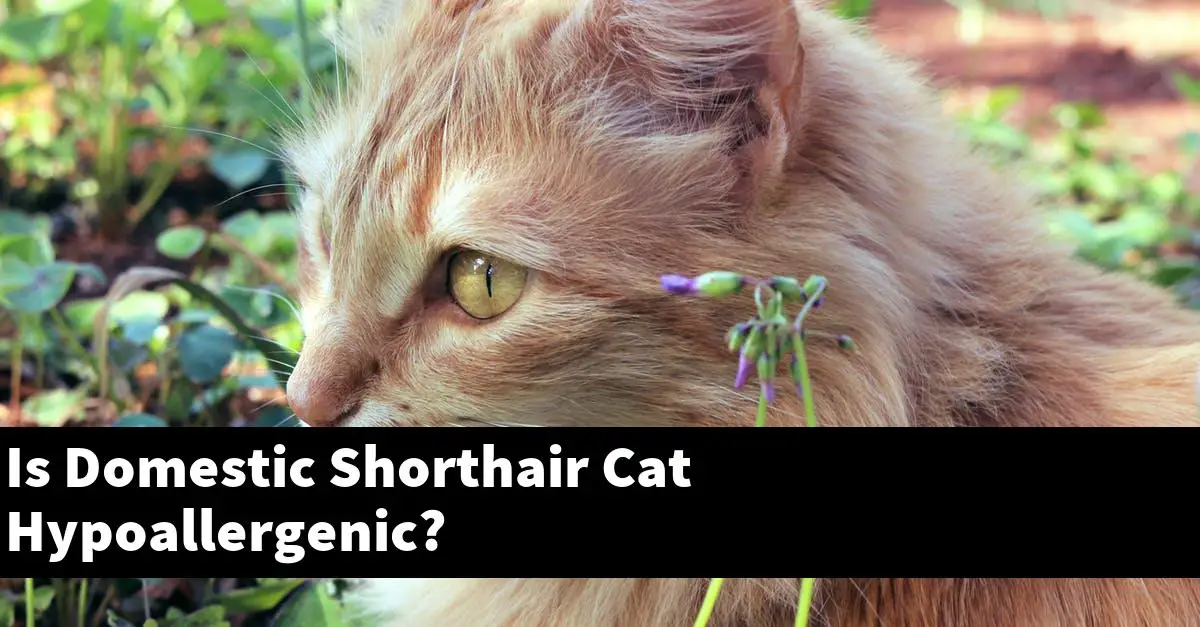 Is Domestic Shorthair Cat Hypoallergenic?