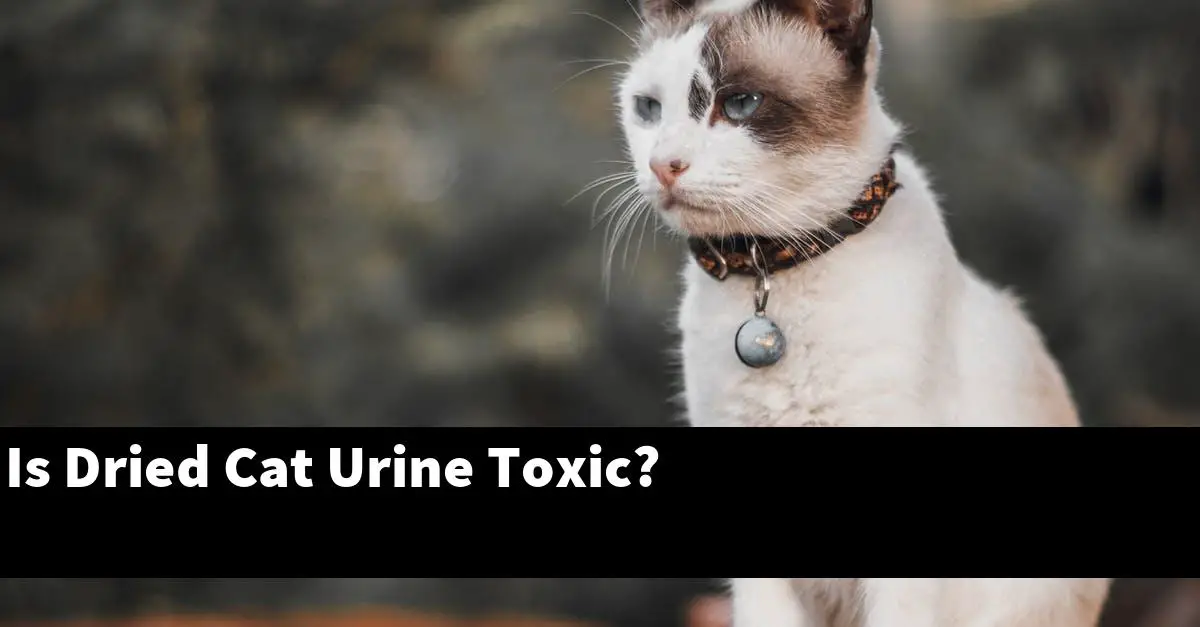 Is Dried Cat Urine Toxic?