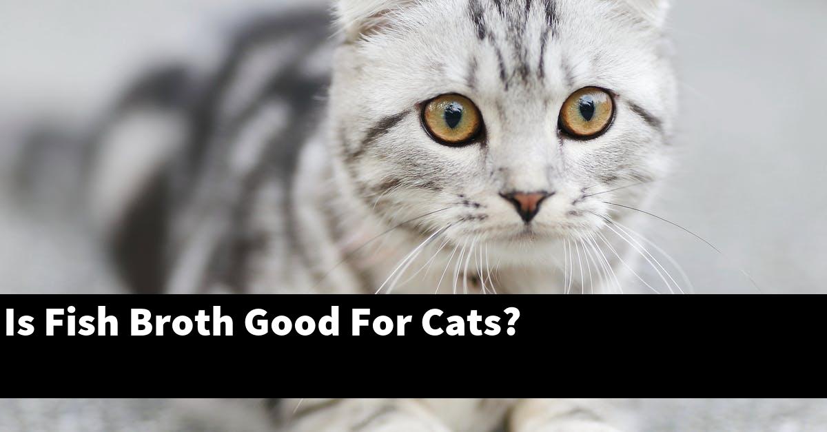 Is Fish Broth Good For Cats?