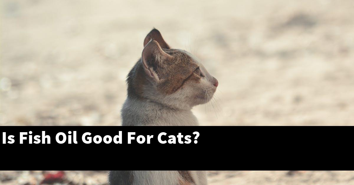 Is Fish Oil Good For Cats?
