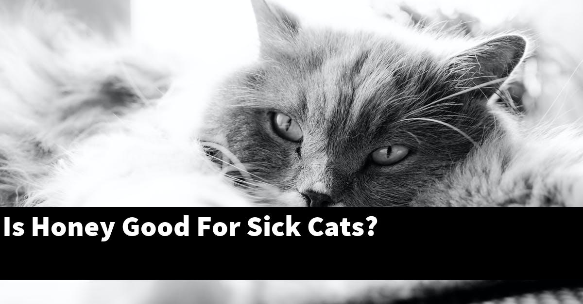 Is Honey Good For Sick Cats?