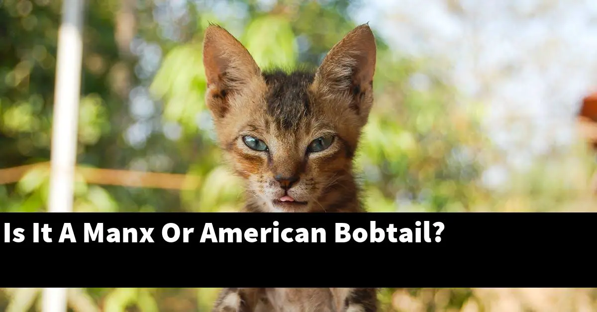 Is It A Manx Or American Bobtail?