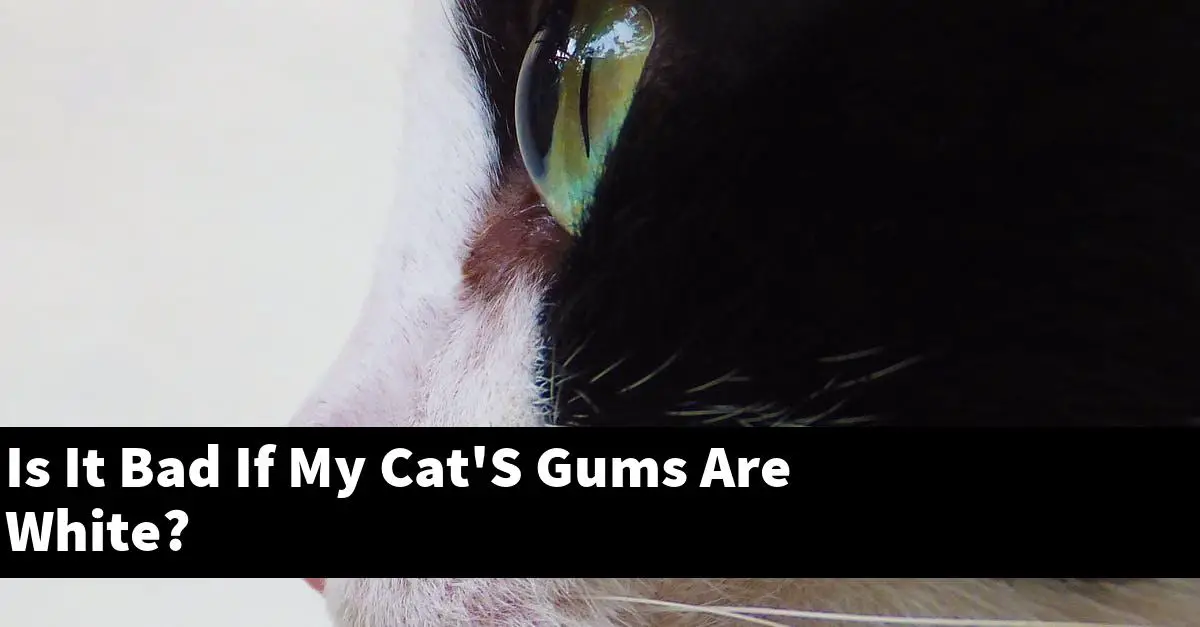 Is It Bad If My Cat'S Gums Are White?
