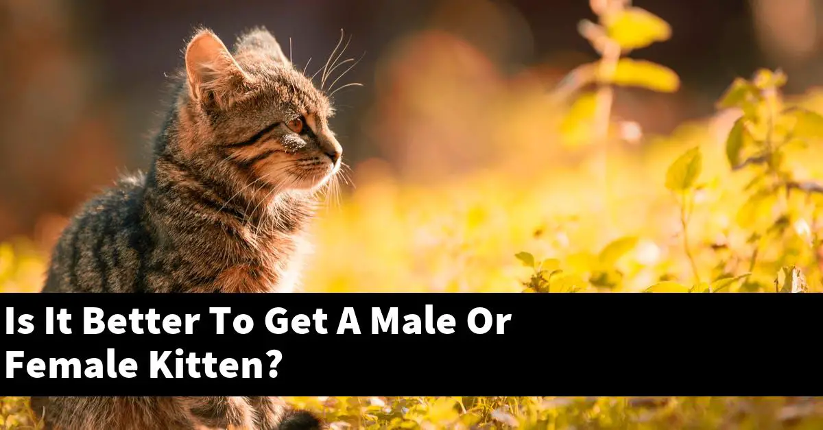 Is It Better To Get A Male Or Female Kitten?