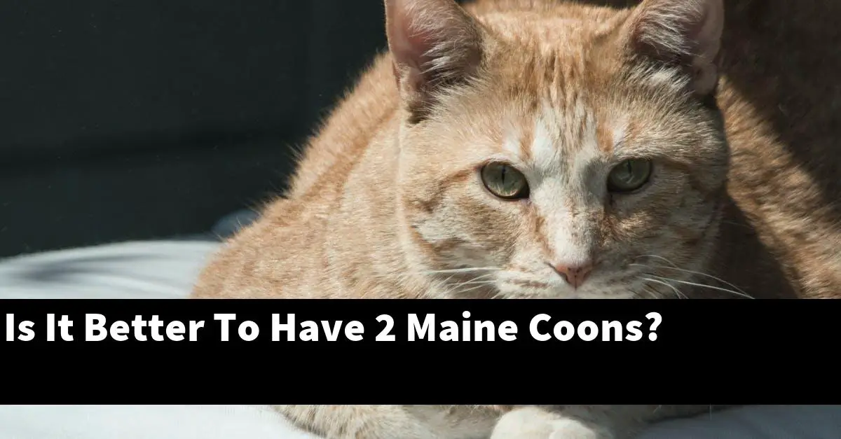 Is It Better To Have 2 Maine Coons?