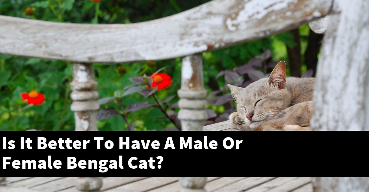 Is It Better To Have A Male Or Female Bengal Cat?