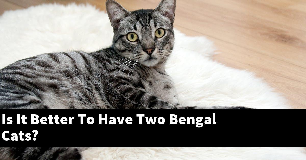 Is It Better To Have Two Bengal Cats?