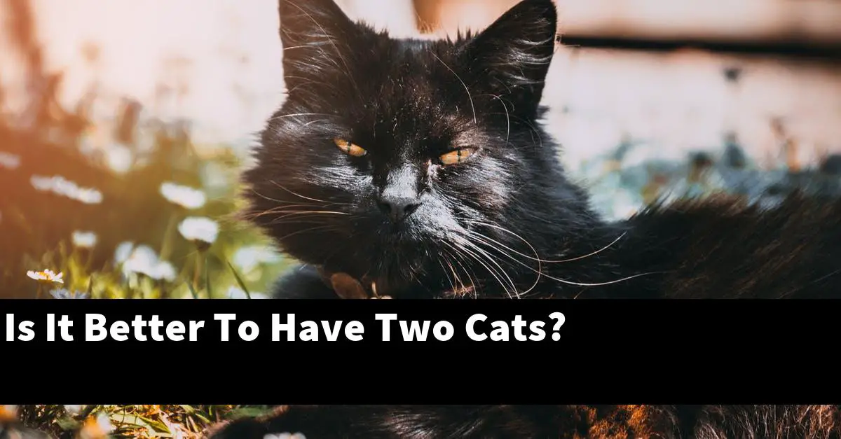 Is It Better To Have Two Cats?