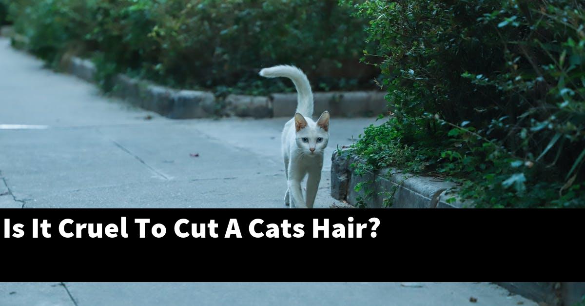 Is It Cruel To Cut A Cats Hair?