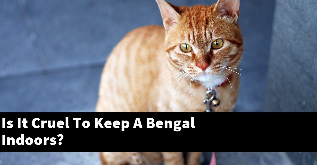 Is It Cruel To Keep A Bengal Indoors?