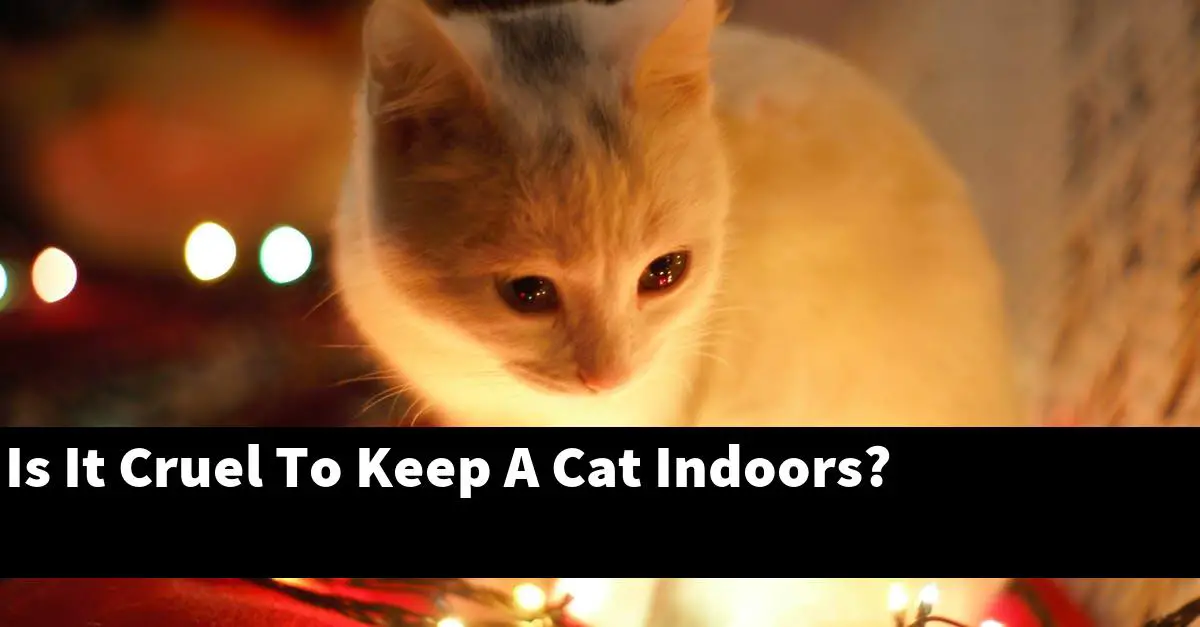 Is It Cruel To Keep A Cat Indoors?
