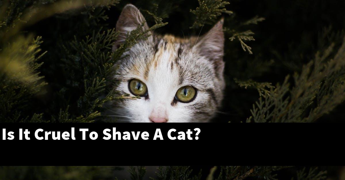Is It Cruel To Shave A Cat?