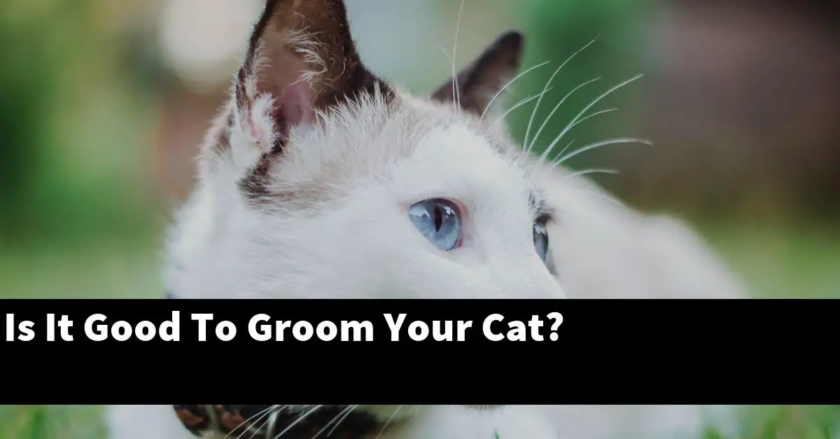 Is It Good To Groom Your Cat?