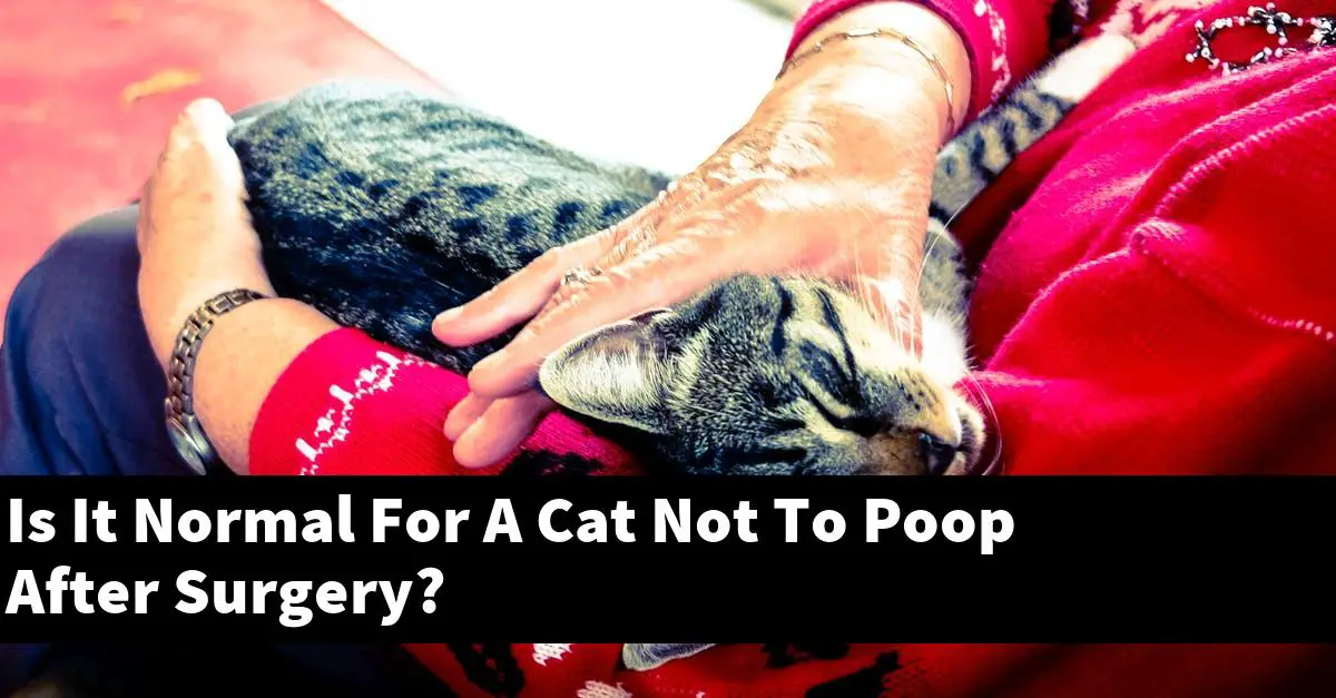 Is It Normal For A Cat Not To Poop After Surgery?