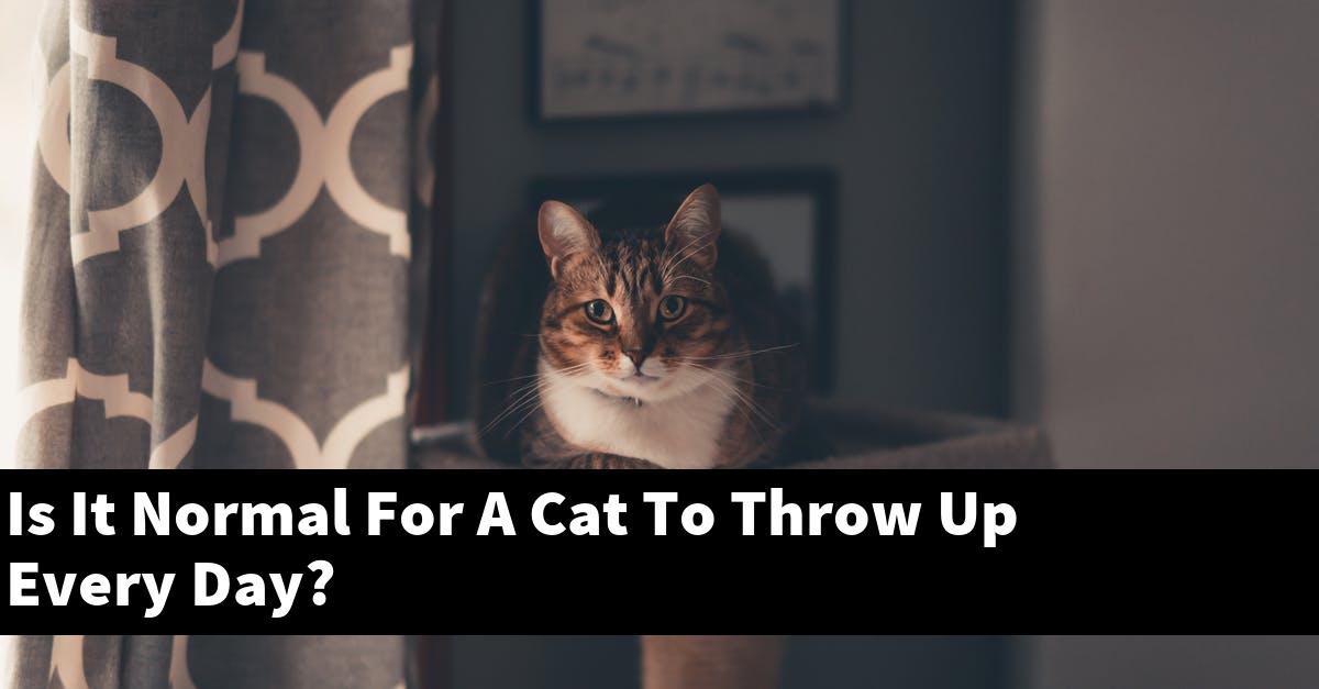 Is It Normal For A Cat To Throw Up Every Day?