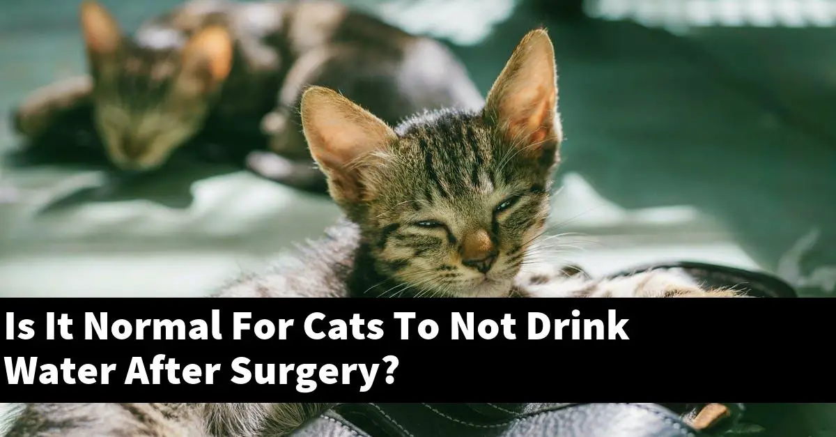 Is It Normal For Cats To Not Drink Water After Surgery?