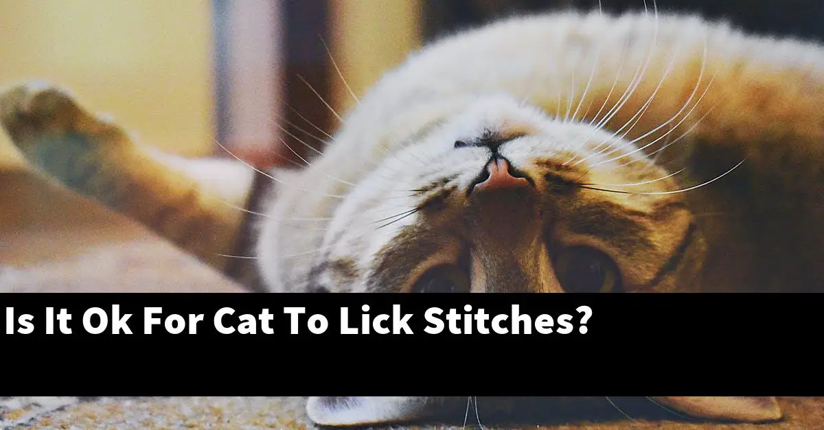 Is It Ok For Cat To Lick Stitches?