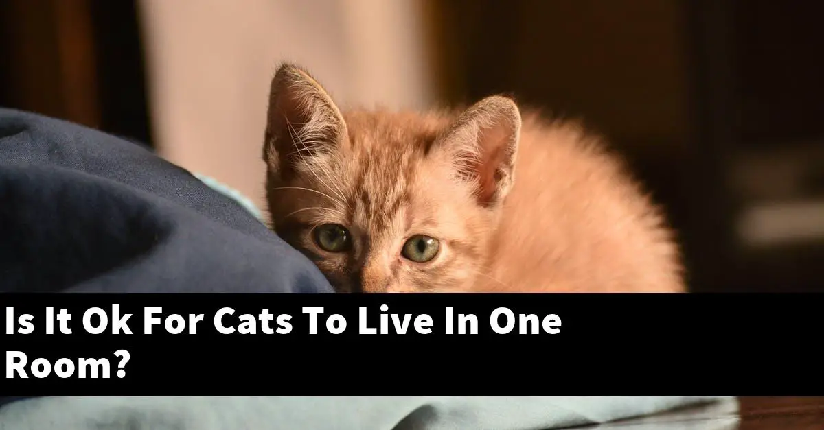 Is It Ok For Cats To Live In One Room?