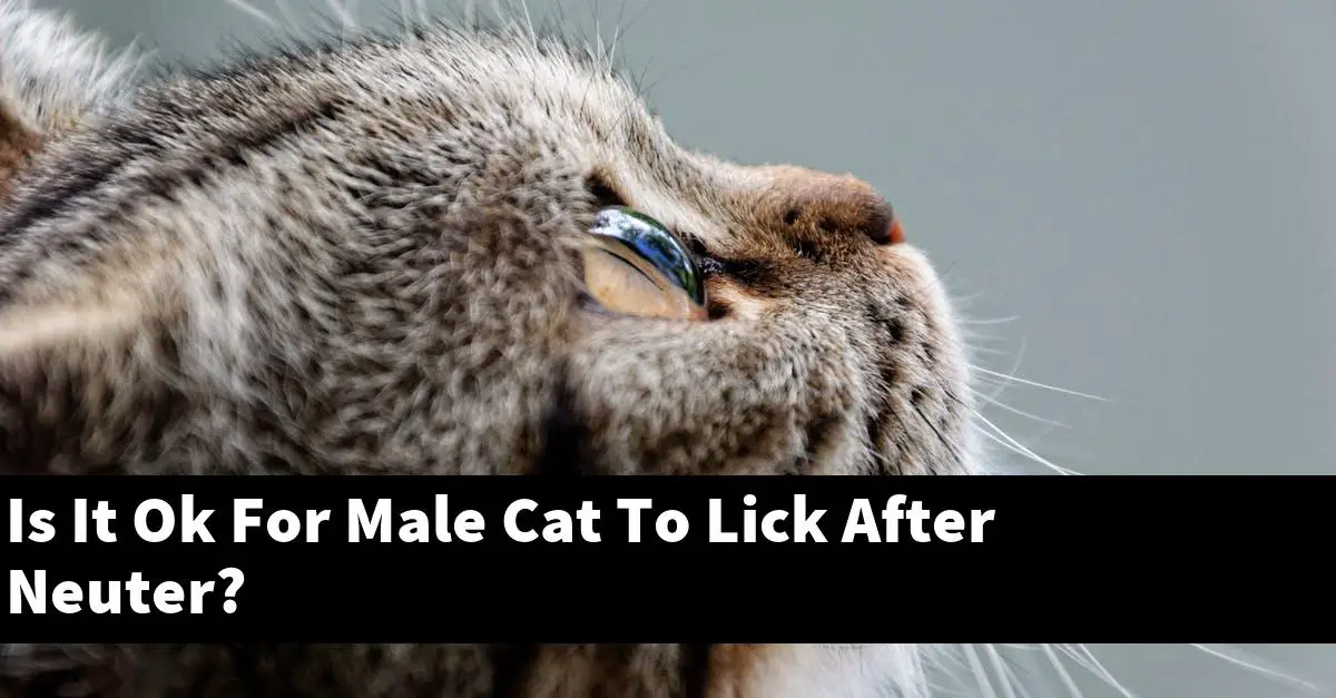 Is It Ok For Male Cat To Lick After Neuter?