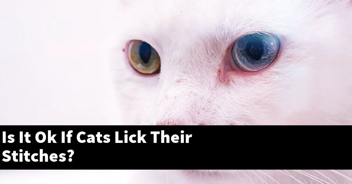 Is It Ok If Cats Lick Their Stitches?