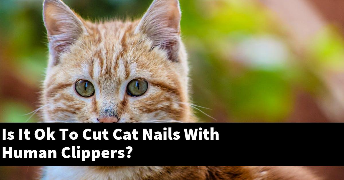 Is It Ok To Cut Cat Nails With Human Clippers?