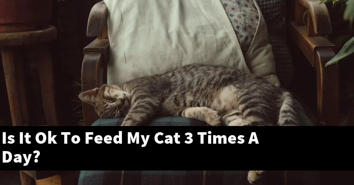 Is It Ok To Feed My Cat 3 Times A Day?