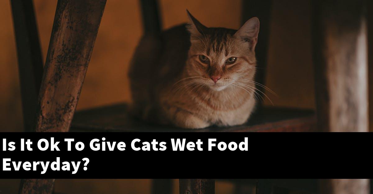 Is It Ok To Give Cats Wet Food Everyday?