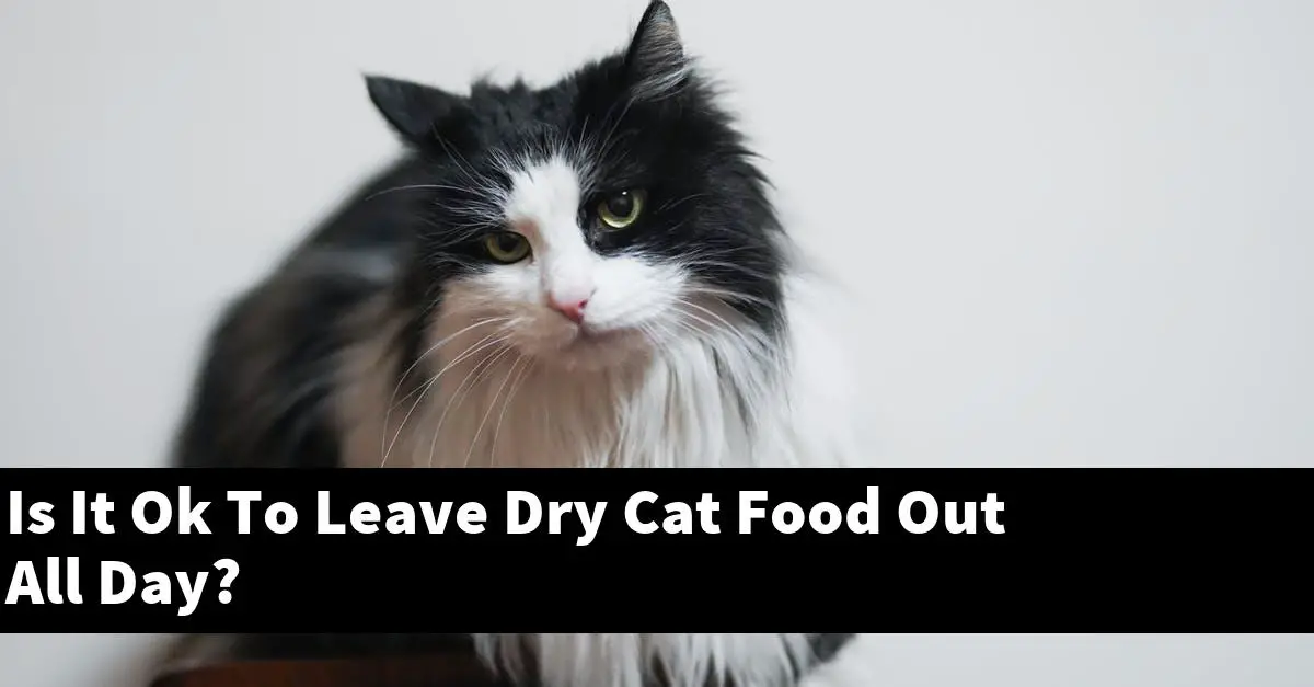 Is It Ok To Leave Dry Cat Food Out All Day?