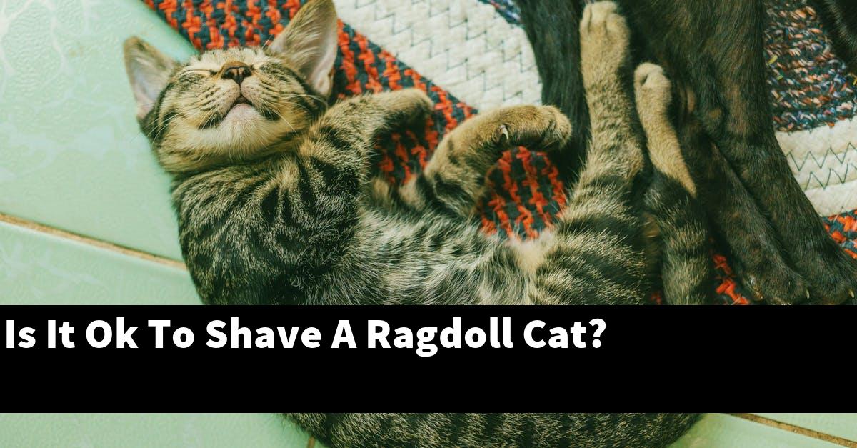 Is It Ok To Shave A Ragdoll Cat?