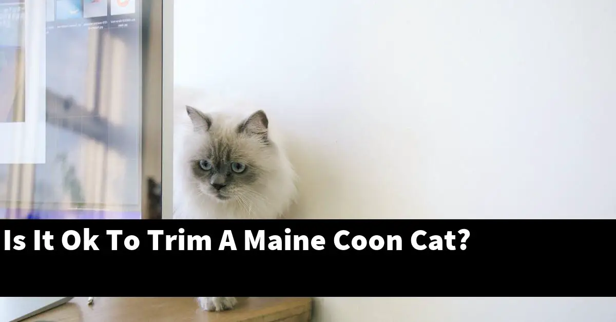 Is It Ok To Trim A Maine Coon Cat?