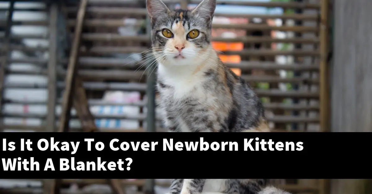 Is It Okay To Cover Newborn Kittens With A Blanket?