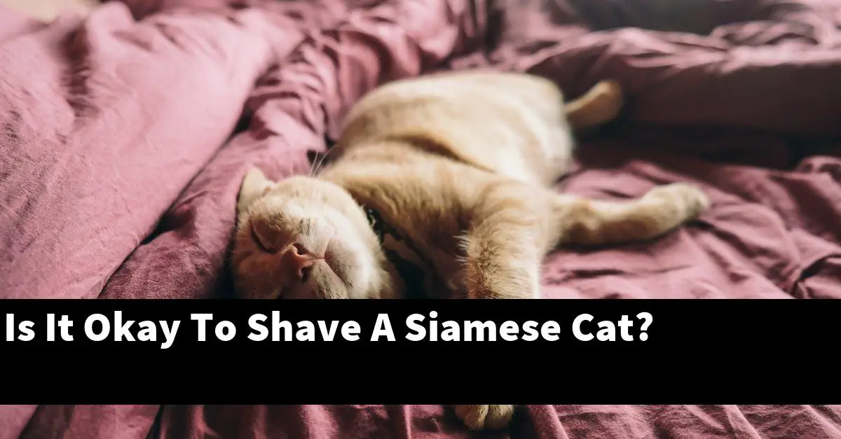 Is It Okay To Shave A Siamese Cat?