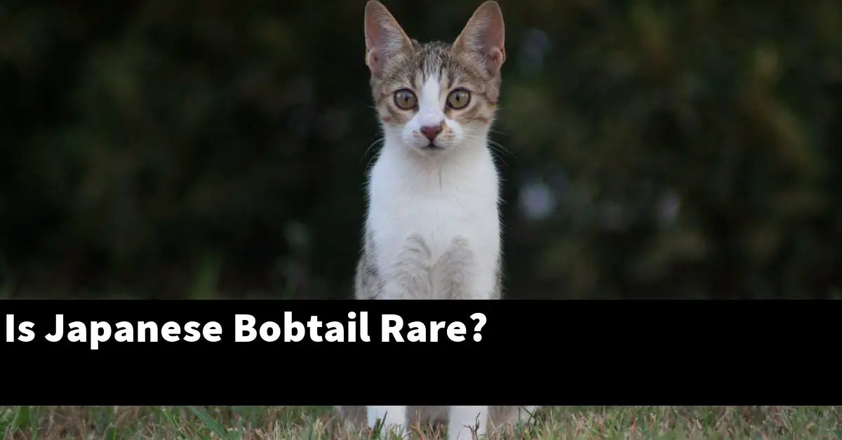 Is Japanese Bobtail Rare?