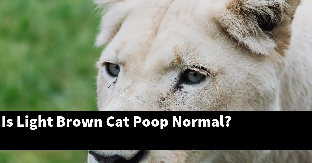 Is Light Brown Cat Poop Normal?