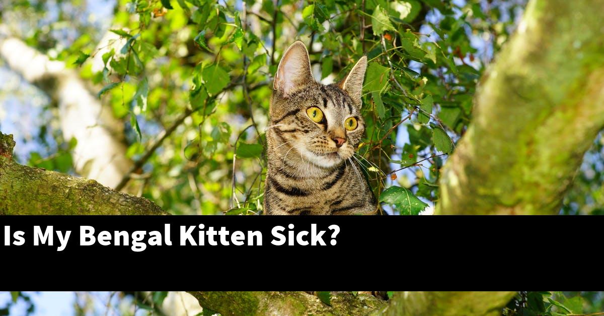 Is My Bengal Kitten Sick?