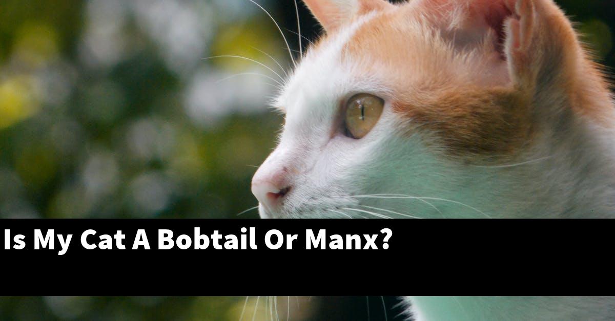 Is My Cat A Bobtail Or Manx?