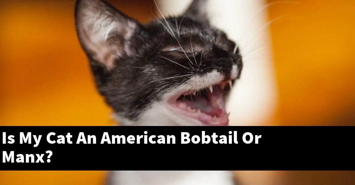 Is My Cat An American Bobtail Or Manx?