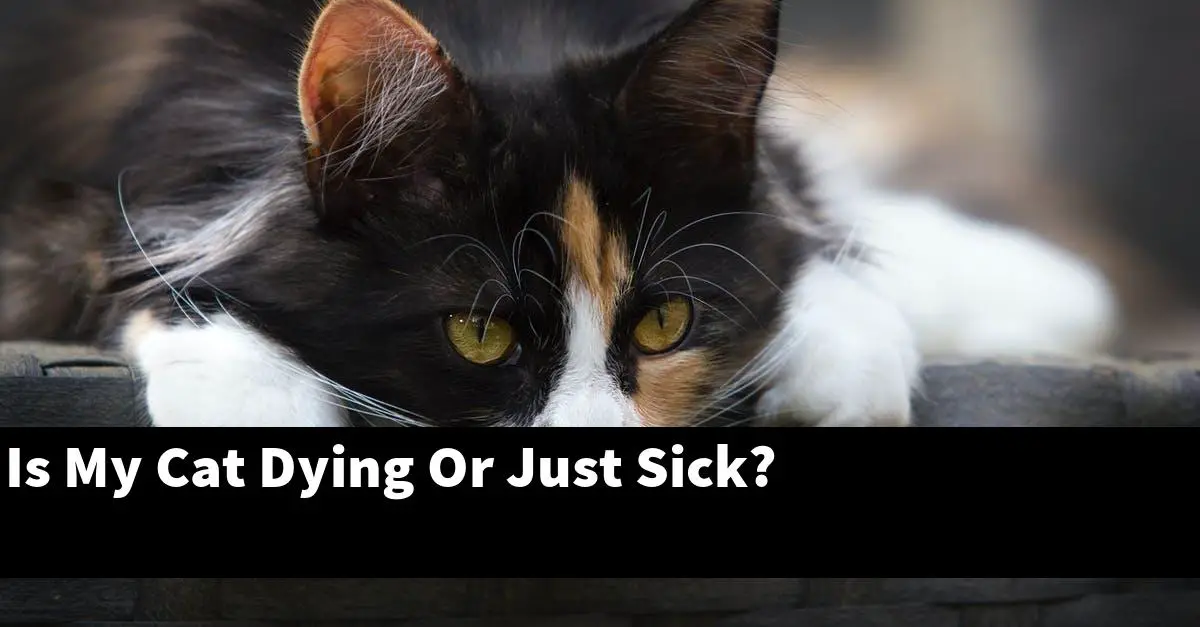 Is My Cat Dying Or Just Sick?