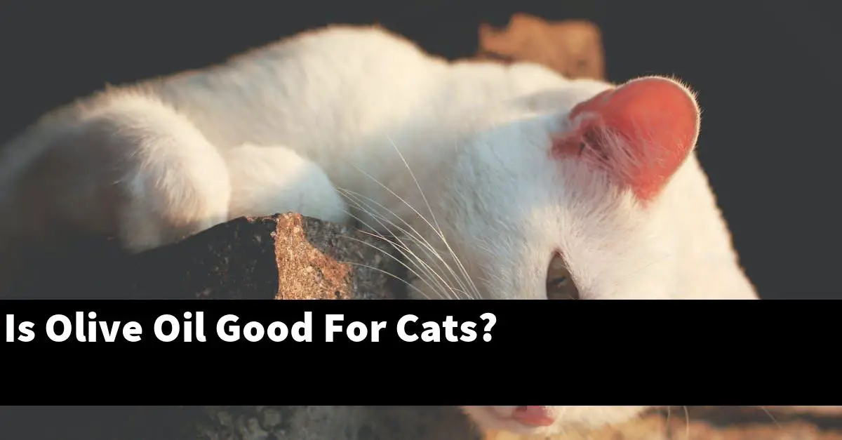 Is Olive Oil Good For Cats?