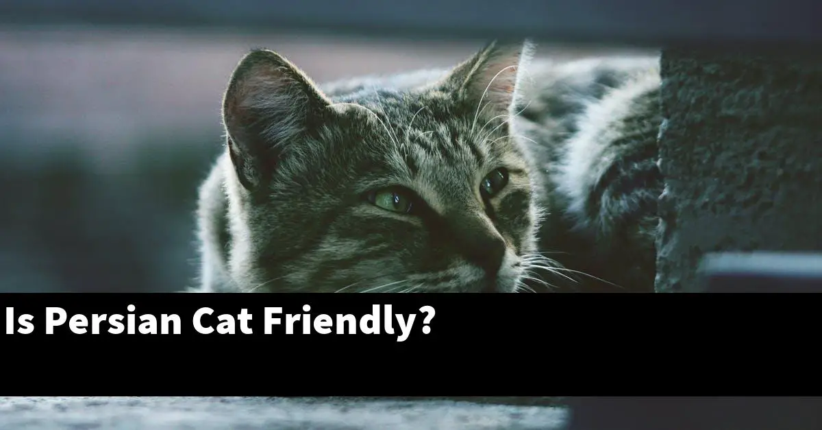 Is Persian Cat Friendly?
