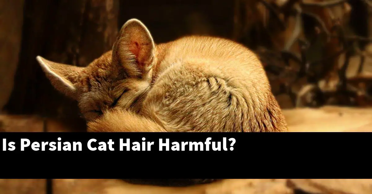 Is Persian Cat Hair Harmful?