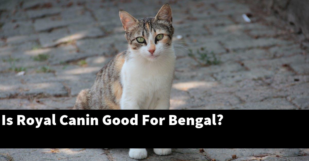 Is Royal Canin Good For Bengal?