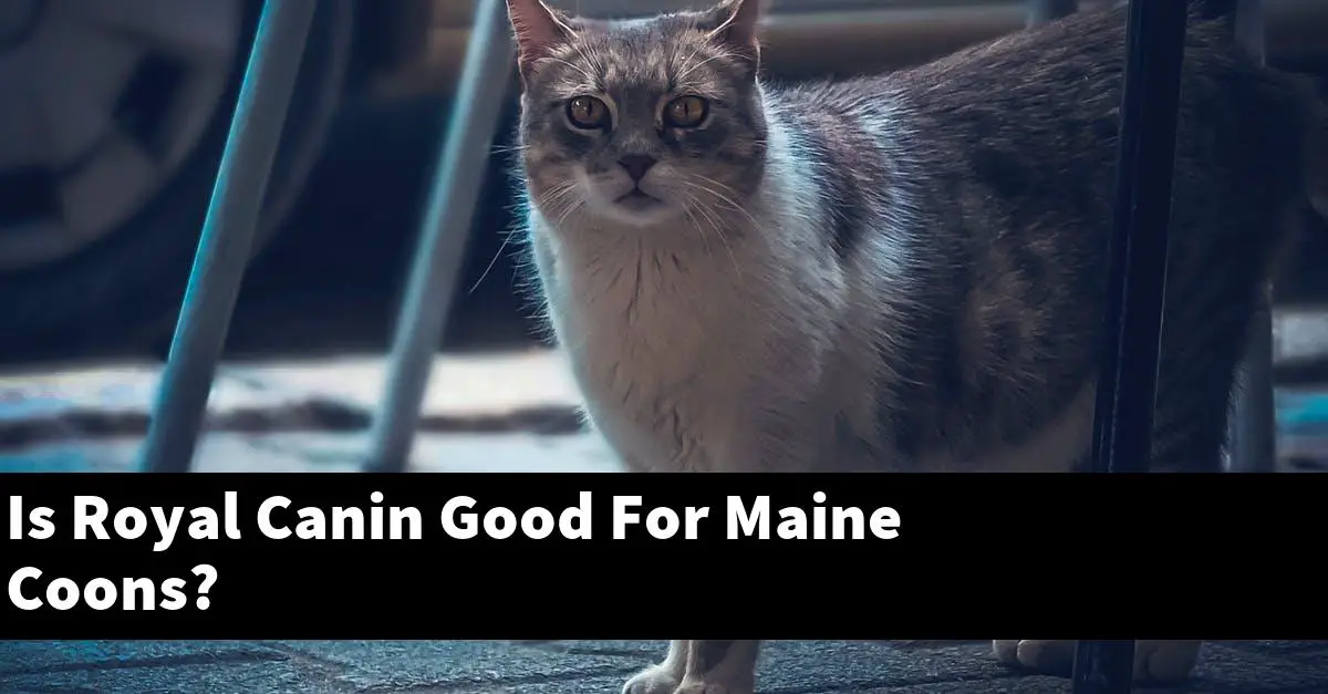 Is Royal Canin Good For Maine Coons?