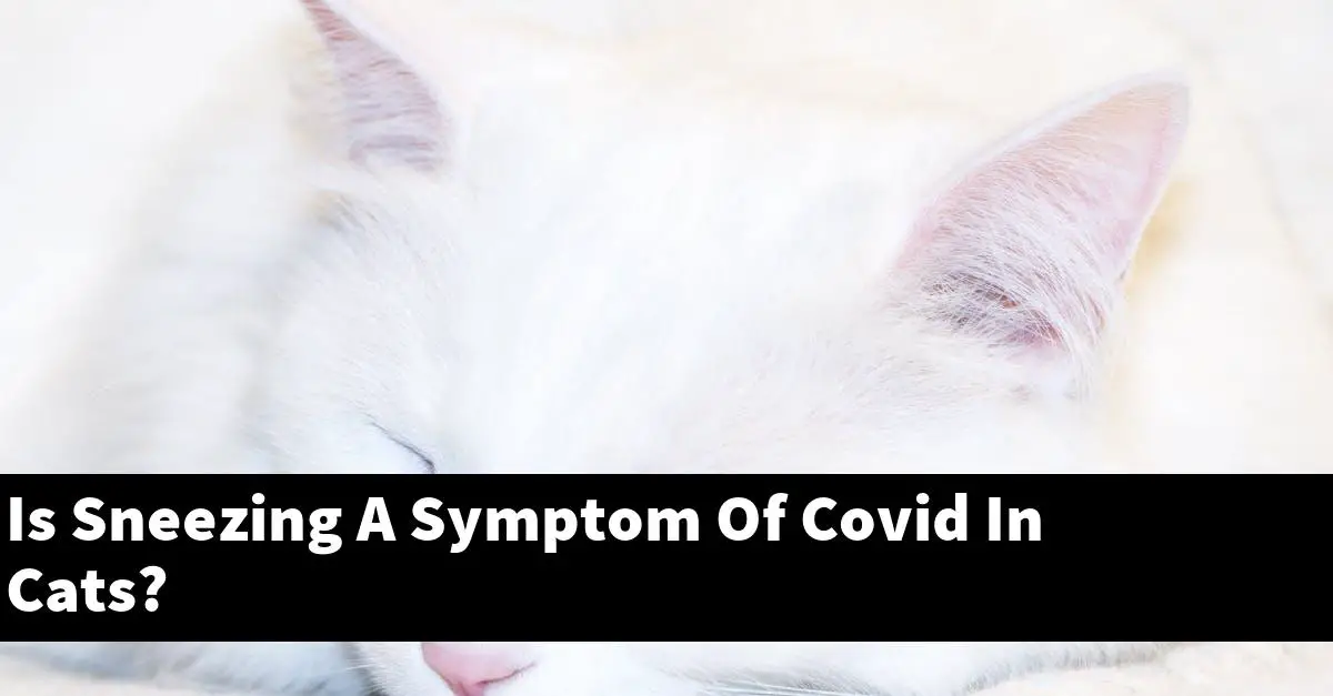 Is Sneezing A Symptom Of Covid In Cats?