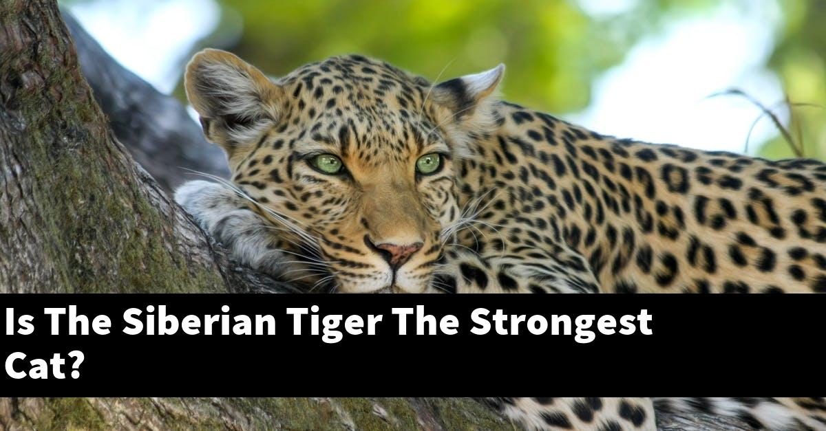 Is The Siberian Tiger The Strongest Cat?
