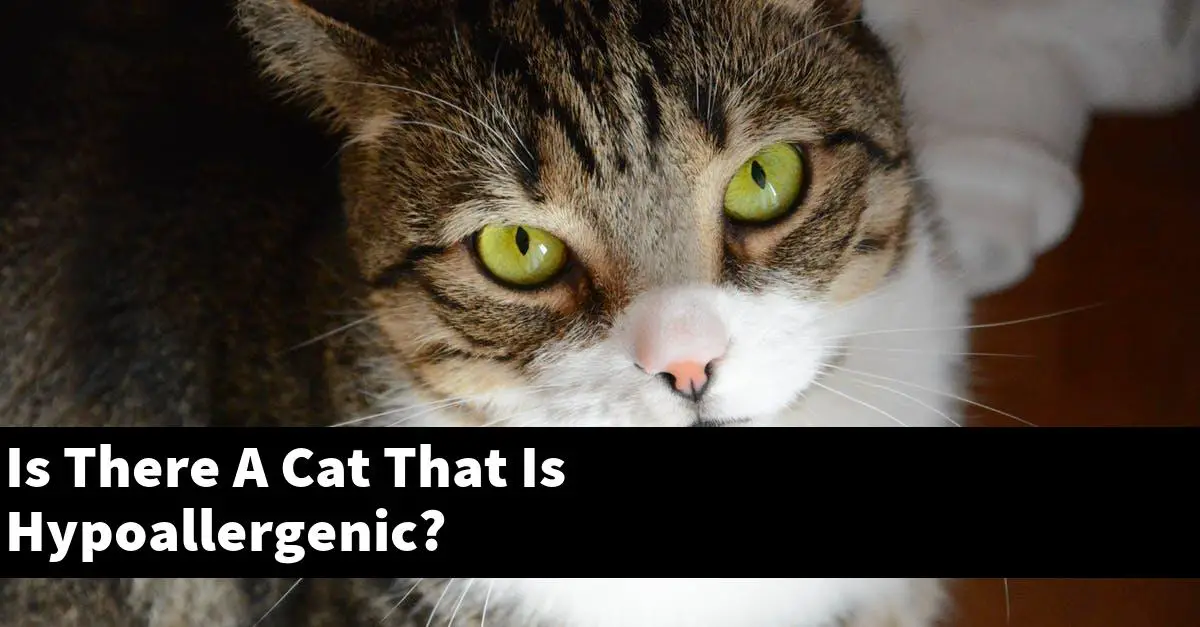 Is There A Cat That Is Hypoallergenic?
