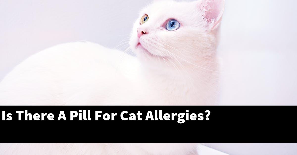 Is There A Pill For Cat Allergies?