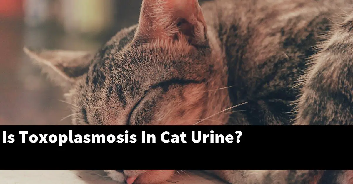 Is Toxoplasmosis In Cat Urine?